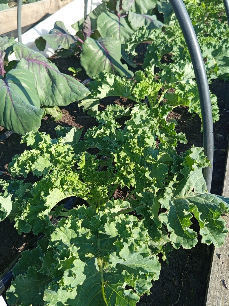 Пока растения умещаются под дугами, капуста растет под спанбондом.jpg Пока растения умещаются под дугами, капуста растет под спанбондом.jpg