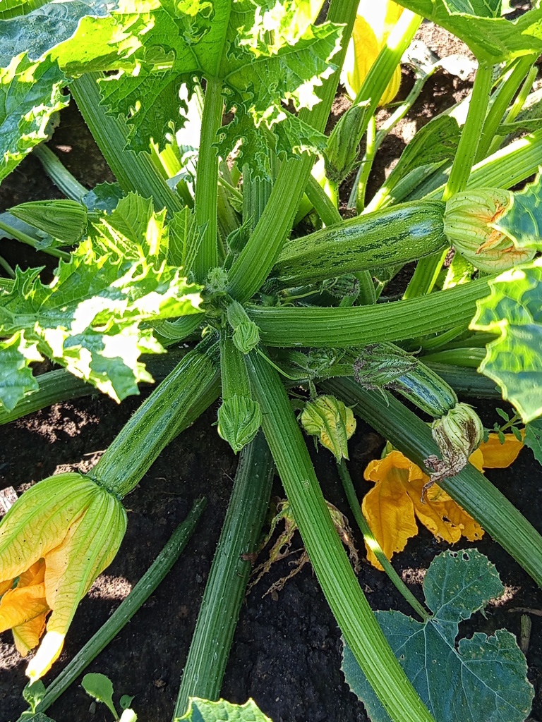 На кусте до десятка плодов в разной степени зрелости.jpg