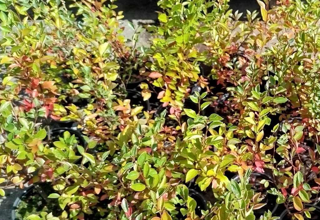 Кизильник блестящий.jpg