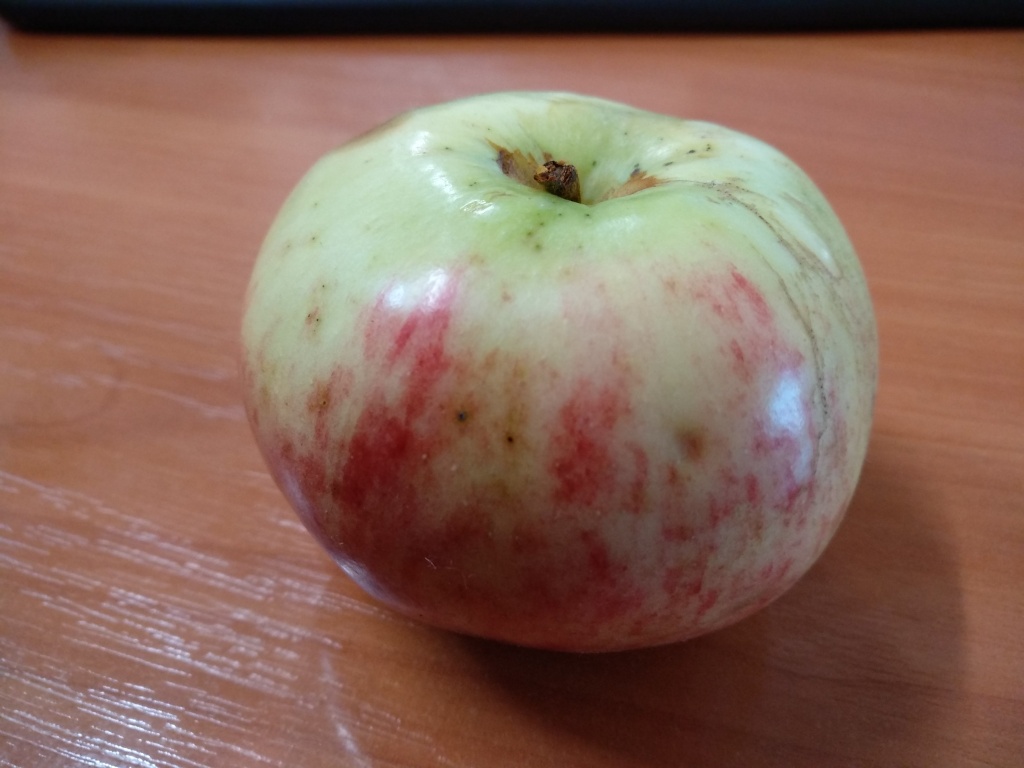 25 лучших сортов осенних яблонь — особенности выращивания на Юге, вПодмосковье и средней полосе России, хранения яблок