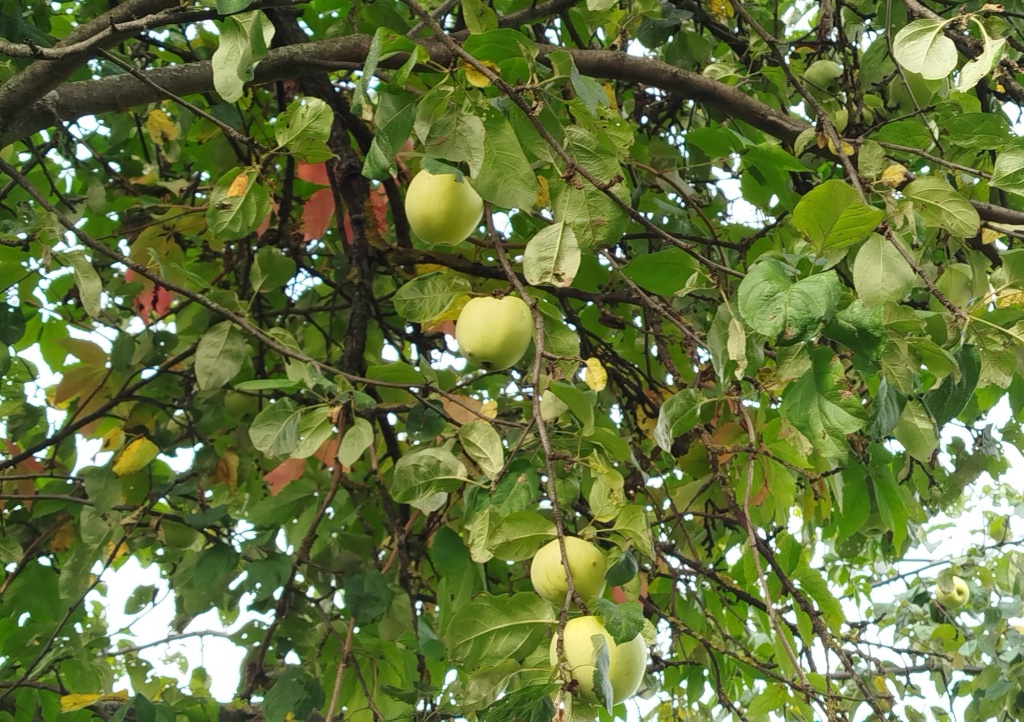 Яблоки Антоновка обыкновенная 4 .jpg