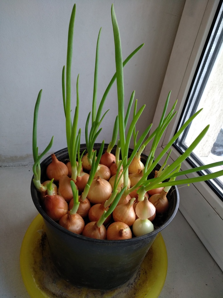 Как вырастить лук-батун на подоконнике из семян: пошаговая инструкция