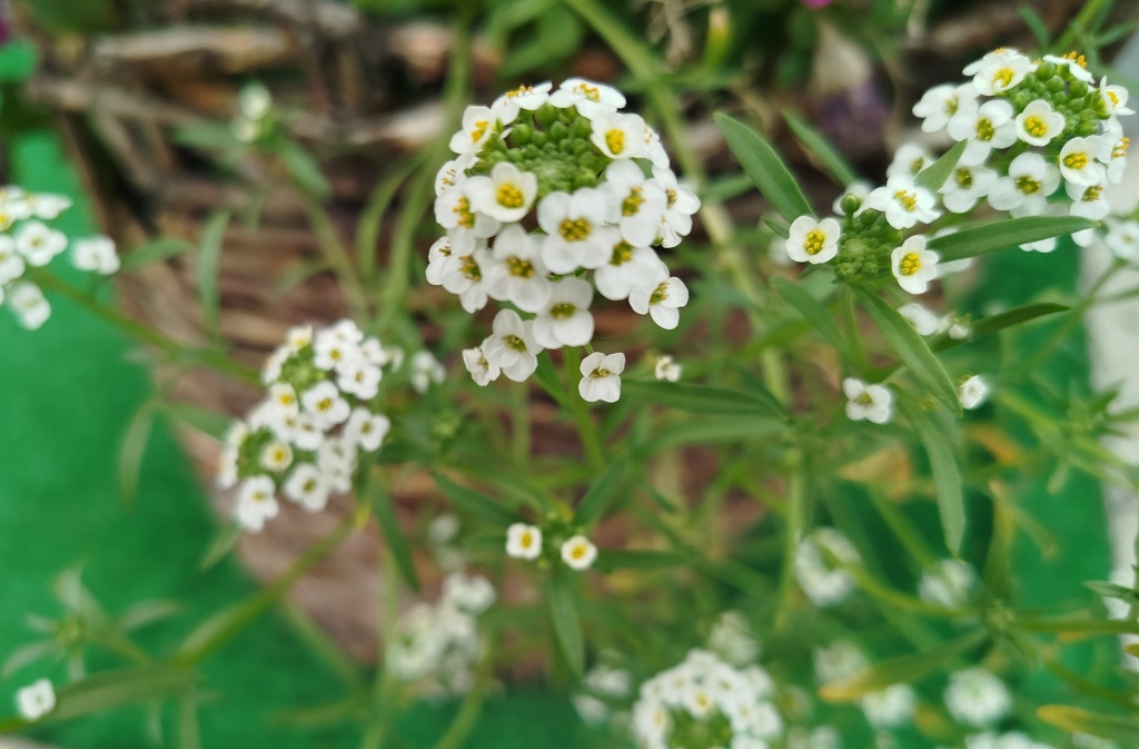 Алиссум Снежные Одежды.jpg Алиссум Снежные Одежды.jpg