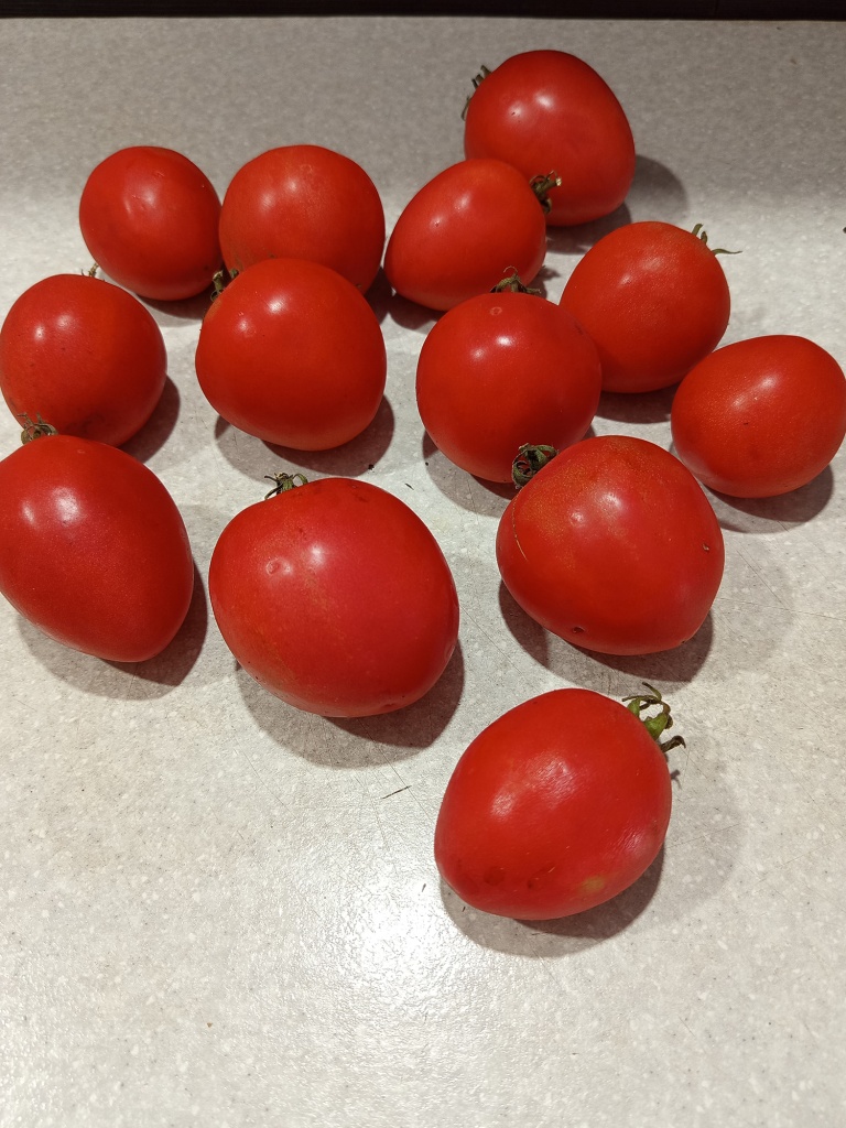 Сорт станет любимцем.jpg