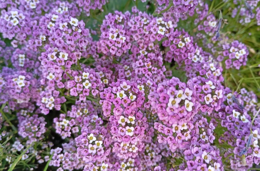 Алиссум фиолетов.jpg Алиссум фиолетов.jpg