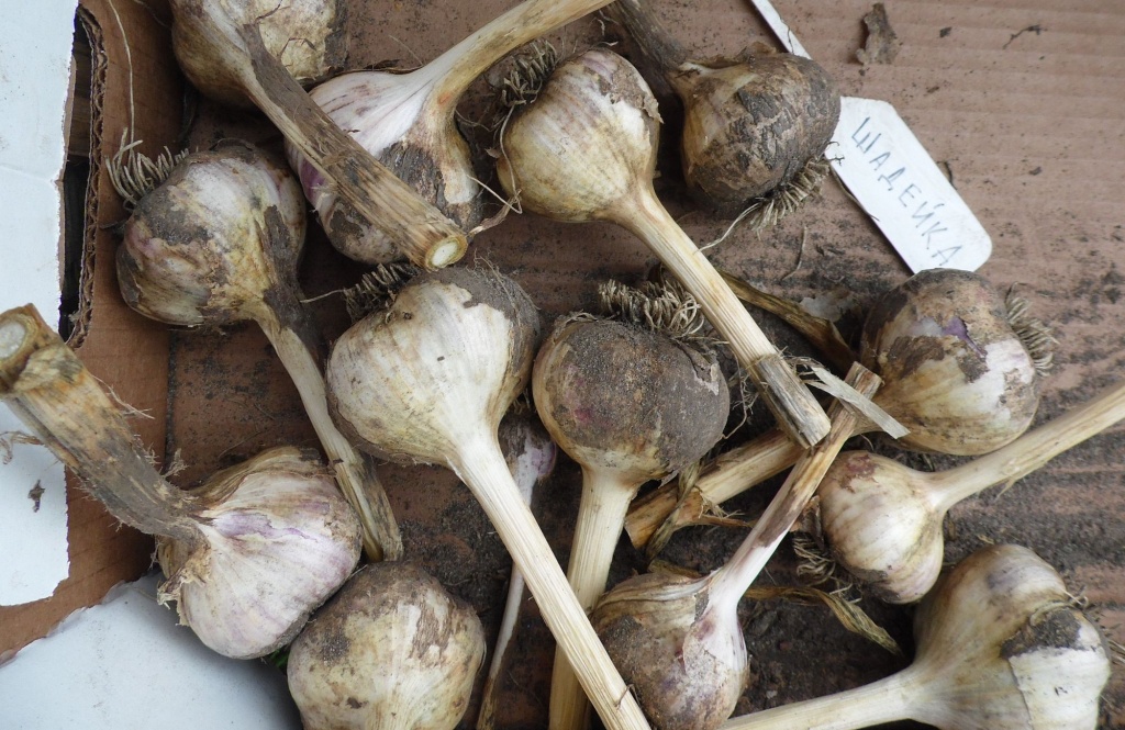 Чеснок Шадейка 2.JPG