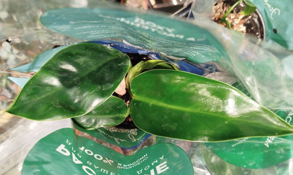 Филодендрон 1.jpg