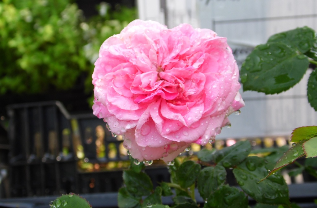 Роза Остина Мэри Роуз.JPG