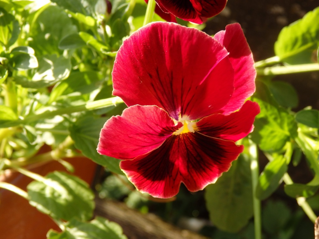 Виола Кларет 2.JPG