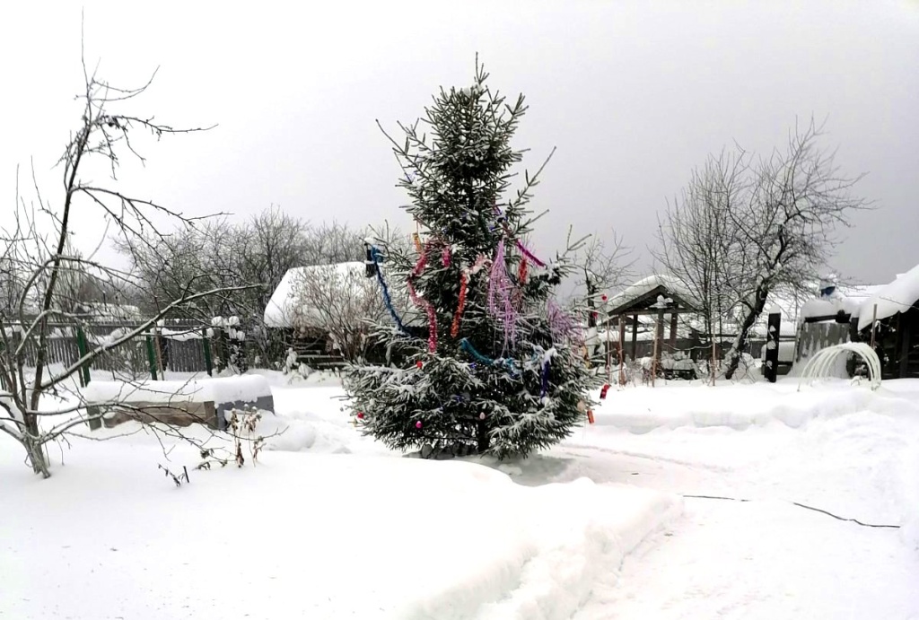 елка в огороде.jpg