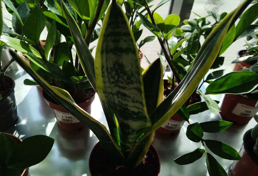Сансевиерия.jpg