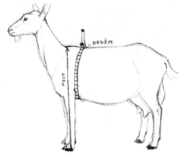 Сколько литров дает коза. Анатомия козы. Козлик анатомически. Вес козы в 6 месяцев. Вес козы в среднем.