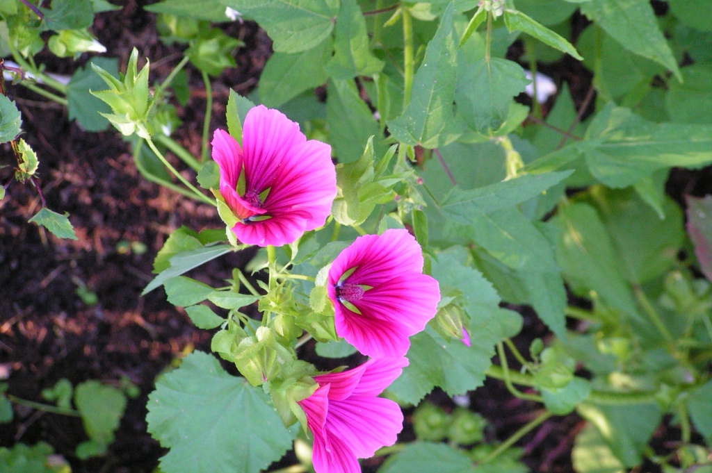 Анода Райта.JPG