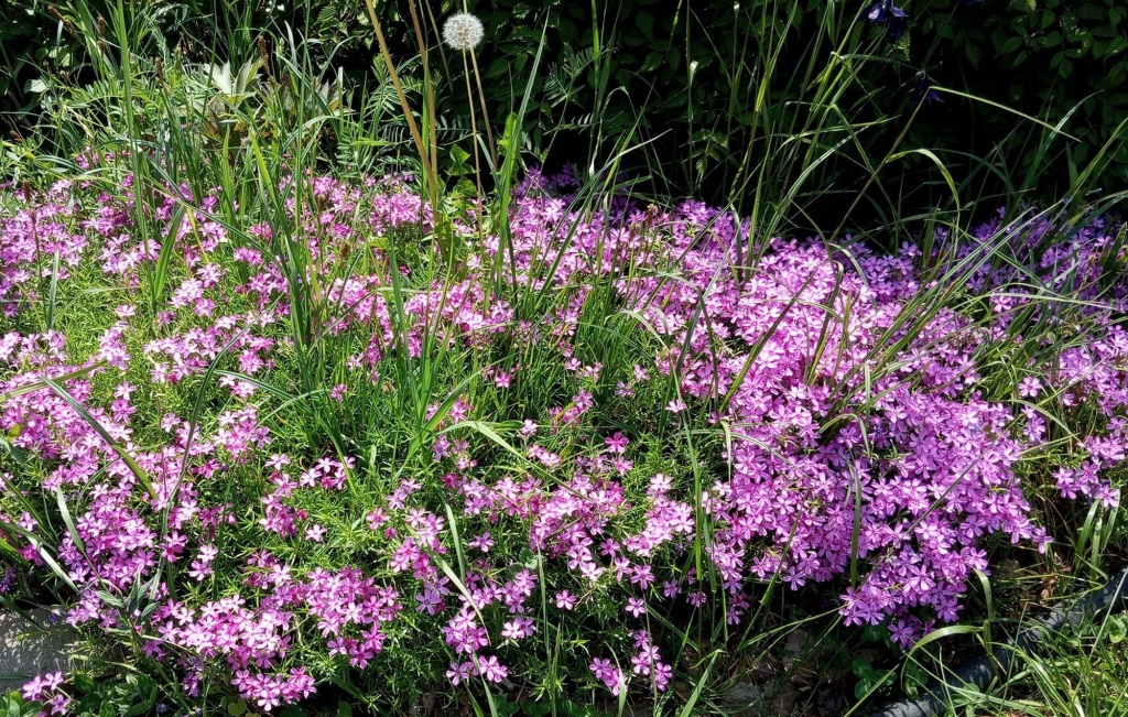 Флокс шиловидный 3.JPG