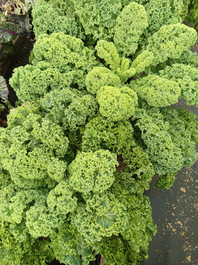 Капуста остается на грядке до конца октября.jpg Капуста остается на грядке до конца октября.jpg