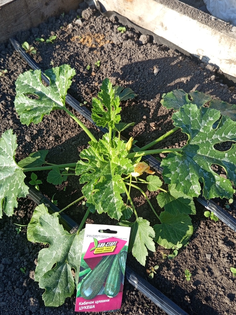 Растения дружно стартуют.jpg Растения дружно стартуют.jpg