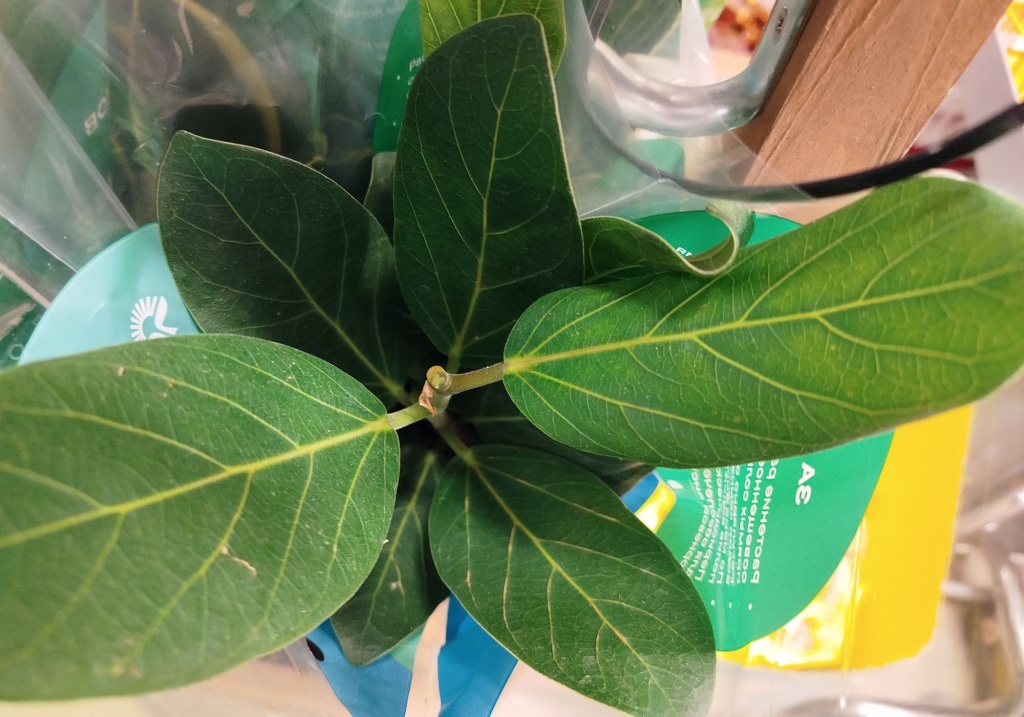 Фикус Бенгальский.jpg Фикус Бенгальский.jpg