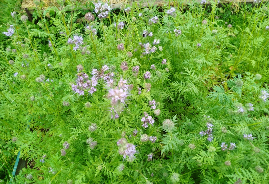 Фацелия на грядке.jpg