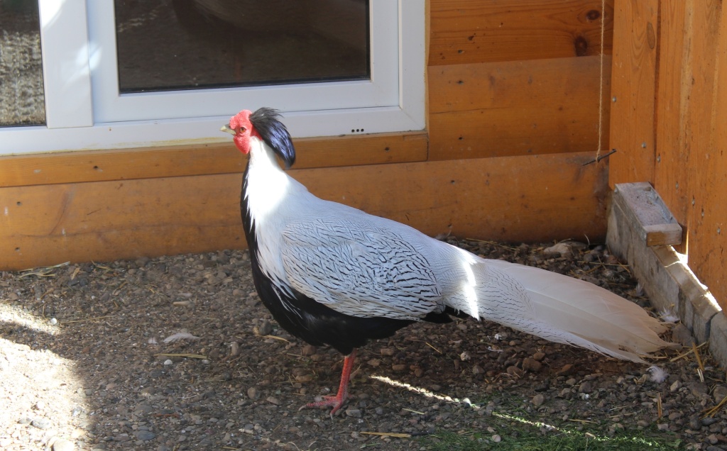 Серебряный фазан.JPG