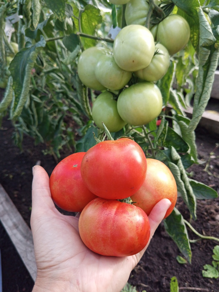 Первые помидоры созрели в конце июля.jpg Первые помидоры созрели в конце июля.jpg