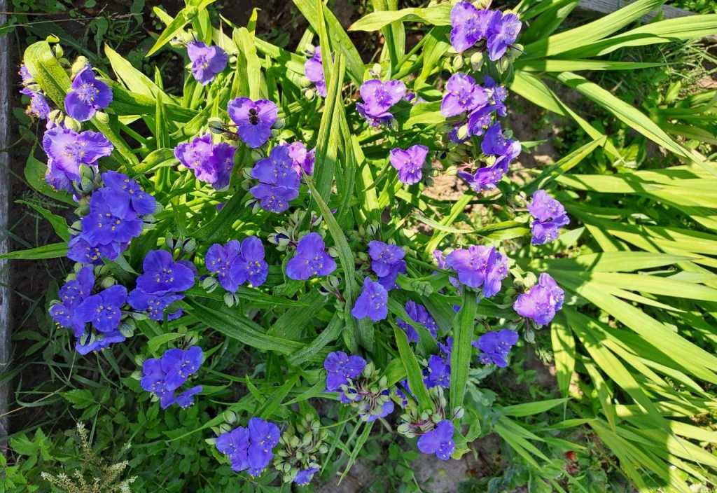 традесканция 0.jpg