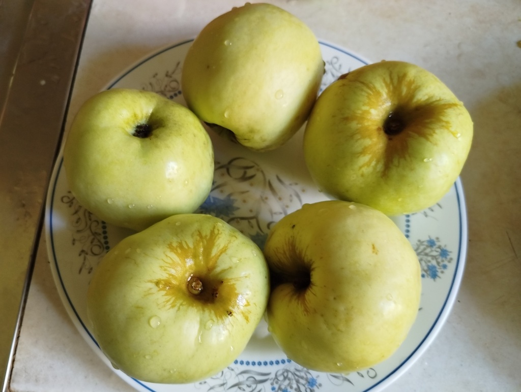 Яблоки Антоновка обыкновенная 3.jpg