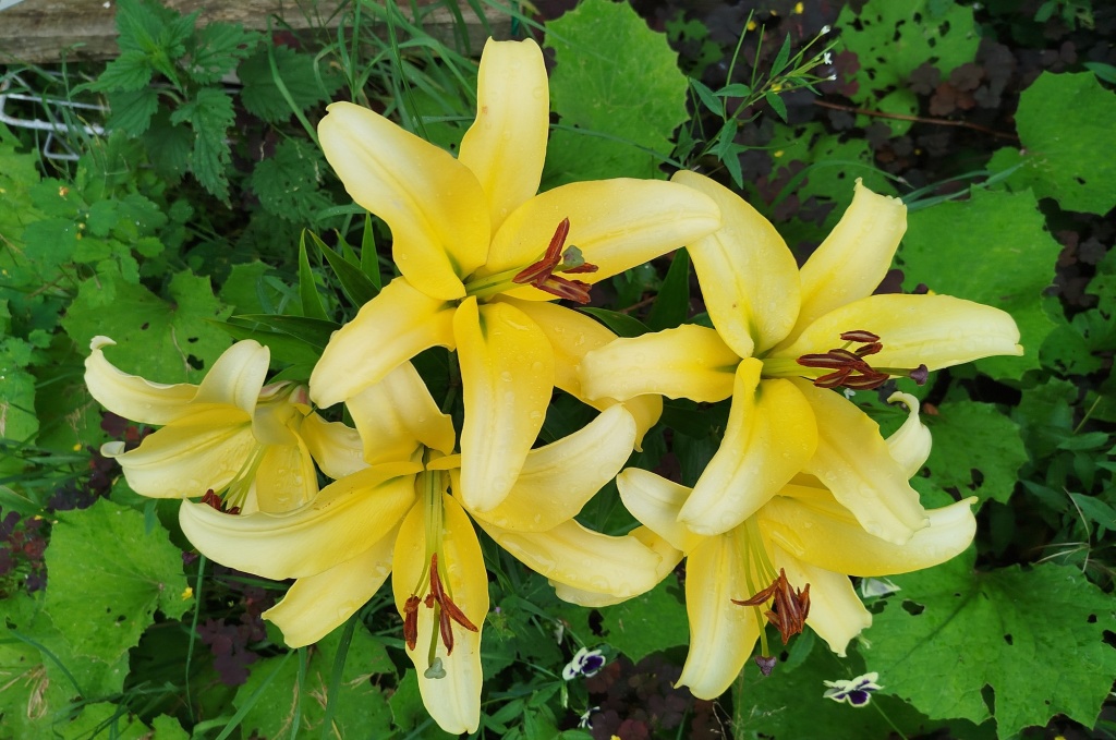 Лилия Барута.jpg