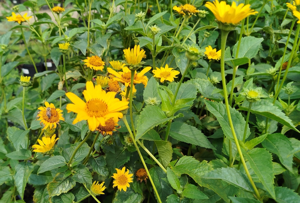 Гелиопсис подсолнечниковый Double SunStruck.jpg Гелиопсис подсолнечниковый Double SunStruck.jpg