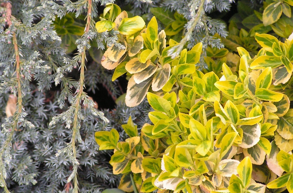 Бересклет Форчуна.jpg