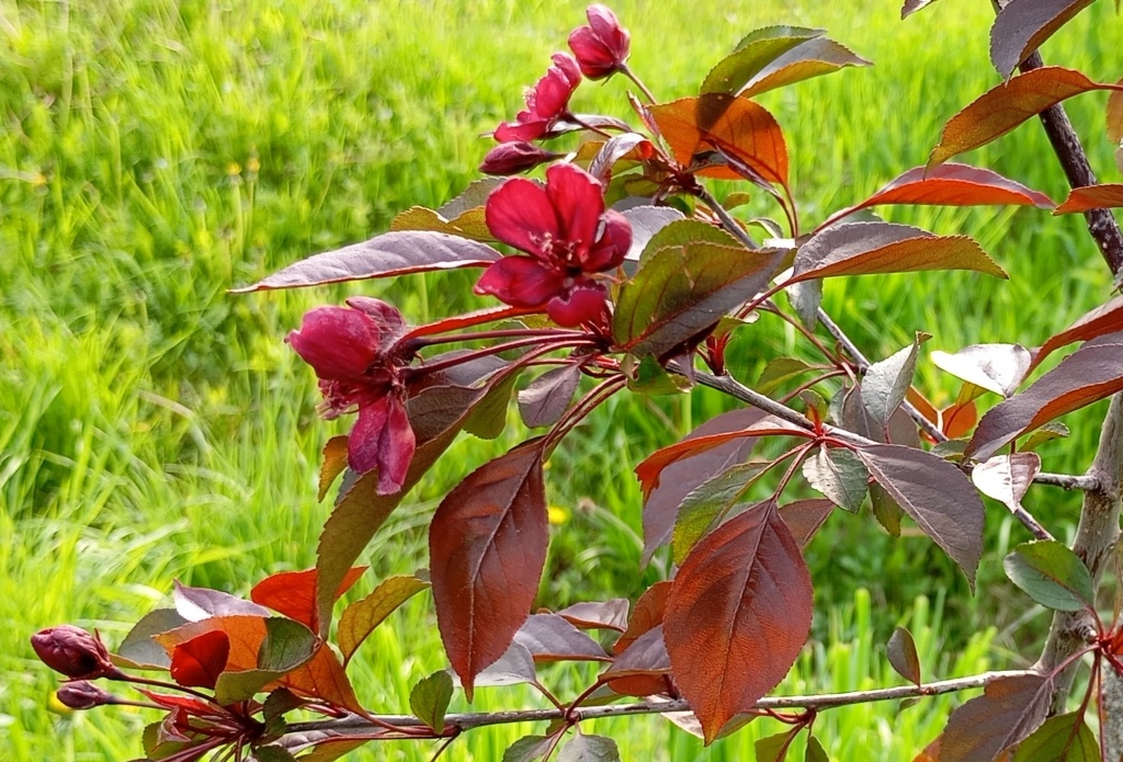 Яблоня декоративная Роялти 2.jpg