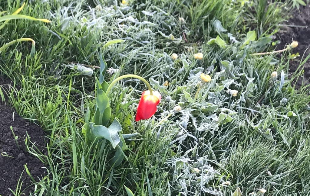 замороз 1.jpeg