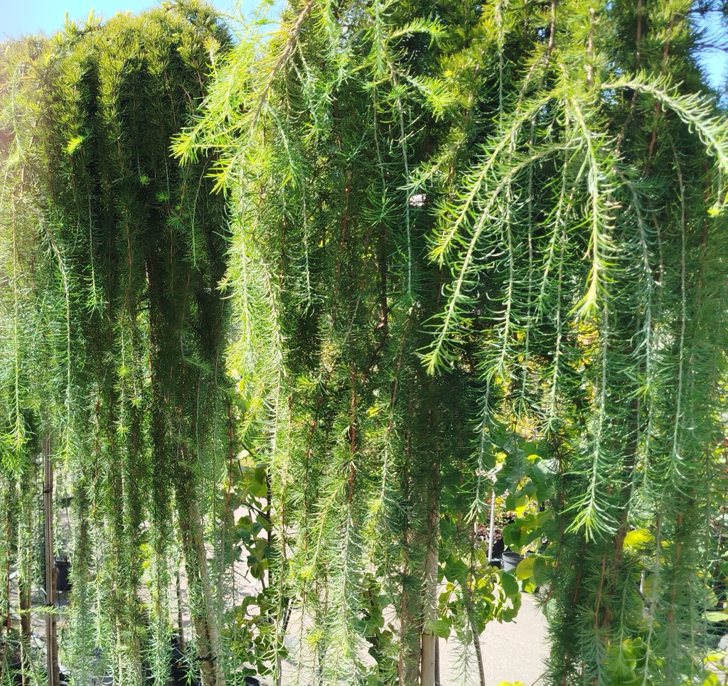 Лиственница Кемпфера Стиф Випер.jpg Лиственница Кемпфера Стиф Випер.jpg