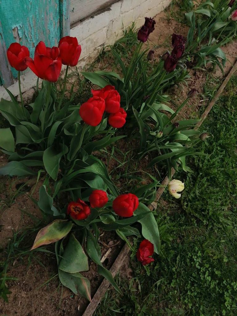 тюльпаны3.jpg