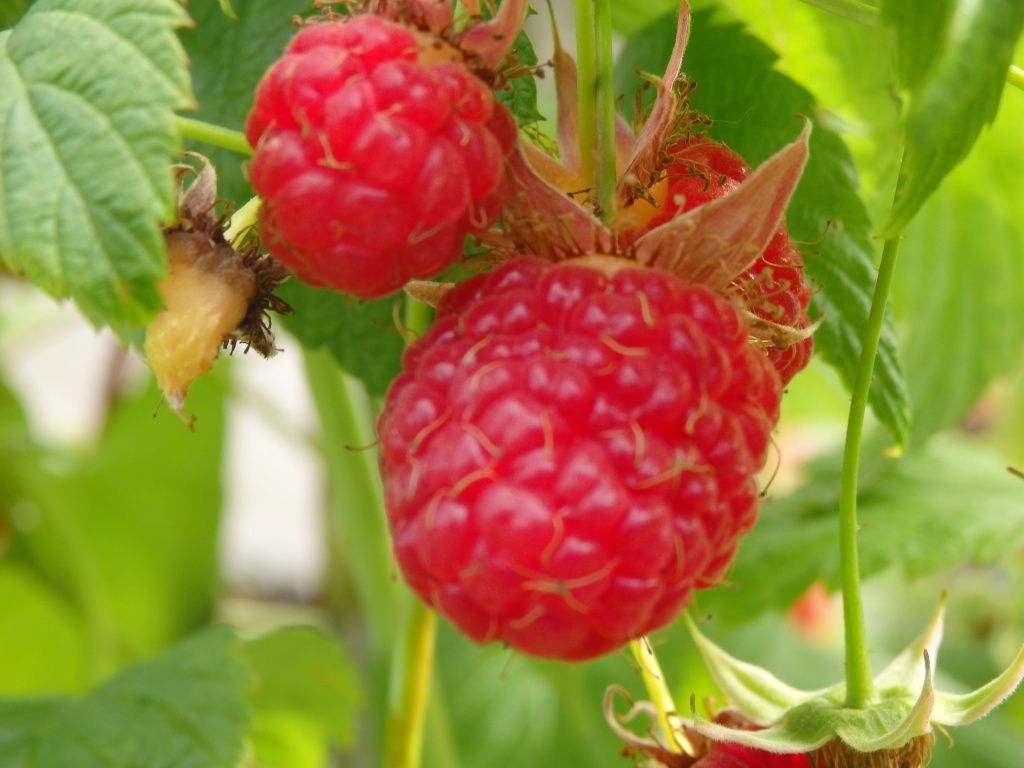 Как ухаживать за малиной весной или 10 секретов крупных сладких ягод