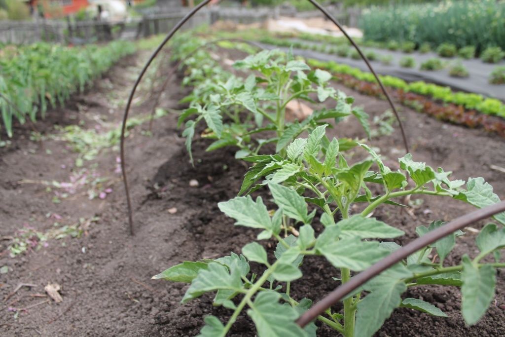 Советы по уходу за рассадой помидоров, огурцов, перца после высадки в  теплицу или открытый грунт
