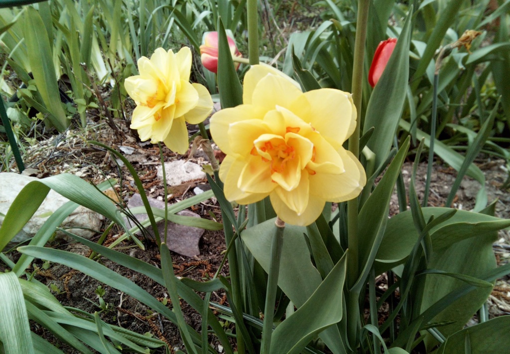 Нарцисс Таити 2.JPG