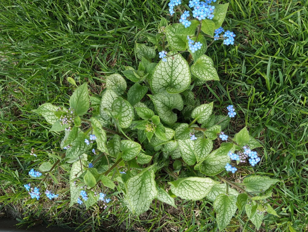 Бруннера Jack Frost.jpg