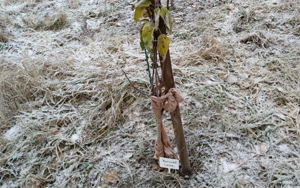 яблоня зимой.jpg