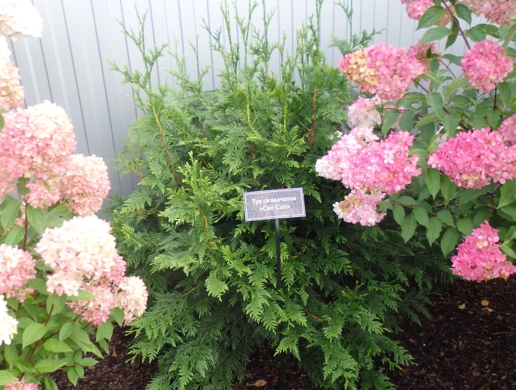 Туя складчатая Кан Кан.JPG