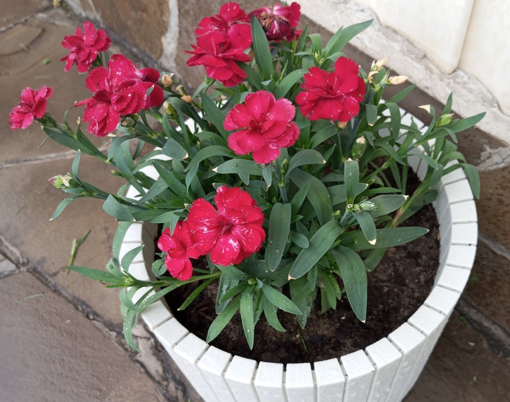 контейнерный сад_гвоздика китайская.jpg