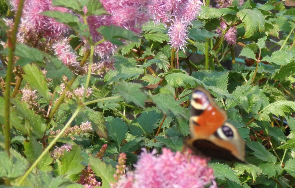 Астильба Арендтса Аметист.JPG