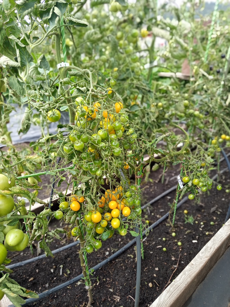 Вместо подвязки можно использовать клипсы БыстроКреп.jpg