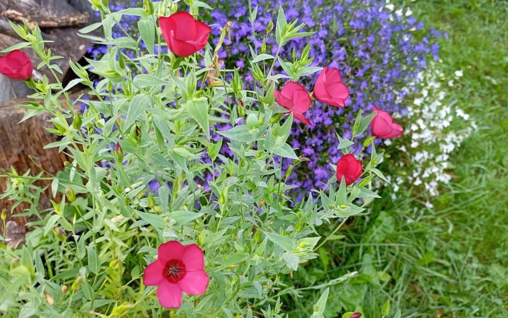 Лен крупноцветковый.jpg