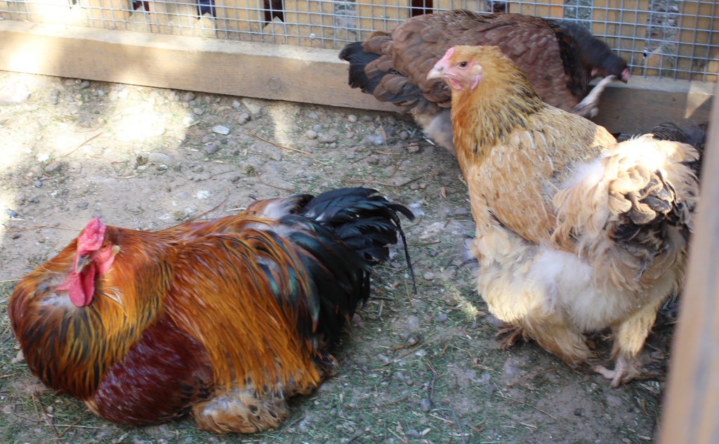 Курица Брама 2.JPG