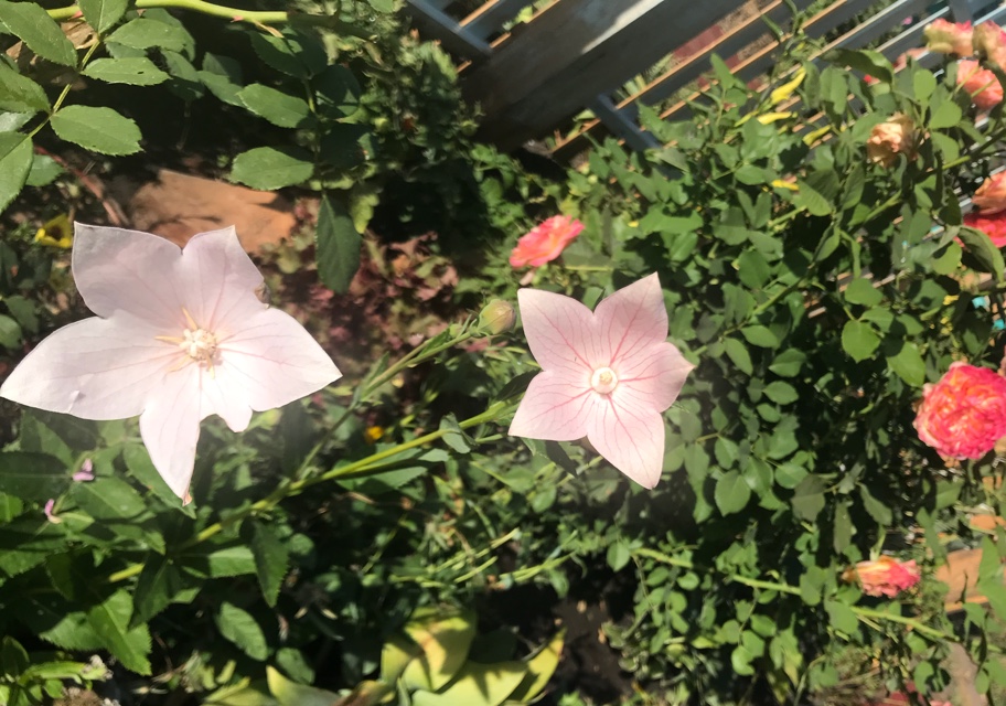 Платикодон розовый.jpeg