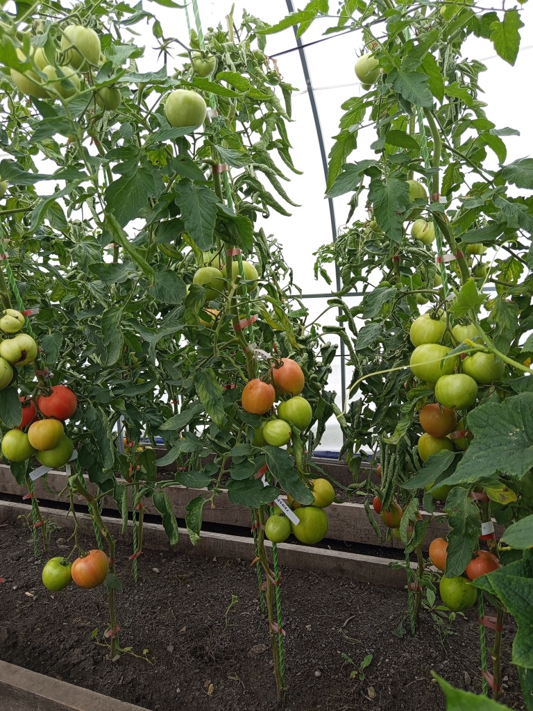 Крупные плодовые кисти.jpg Крупные плодовые кисти.jpg