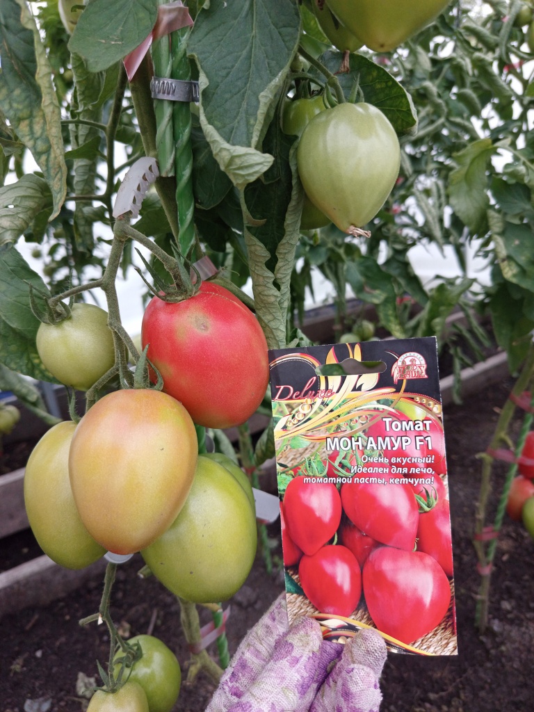 Первые помидоры созрели в конце июля.jpg