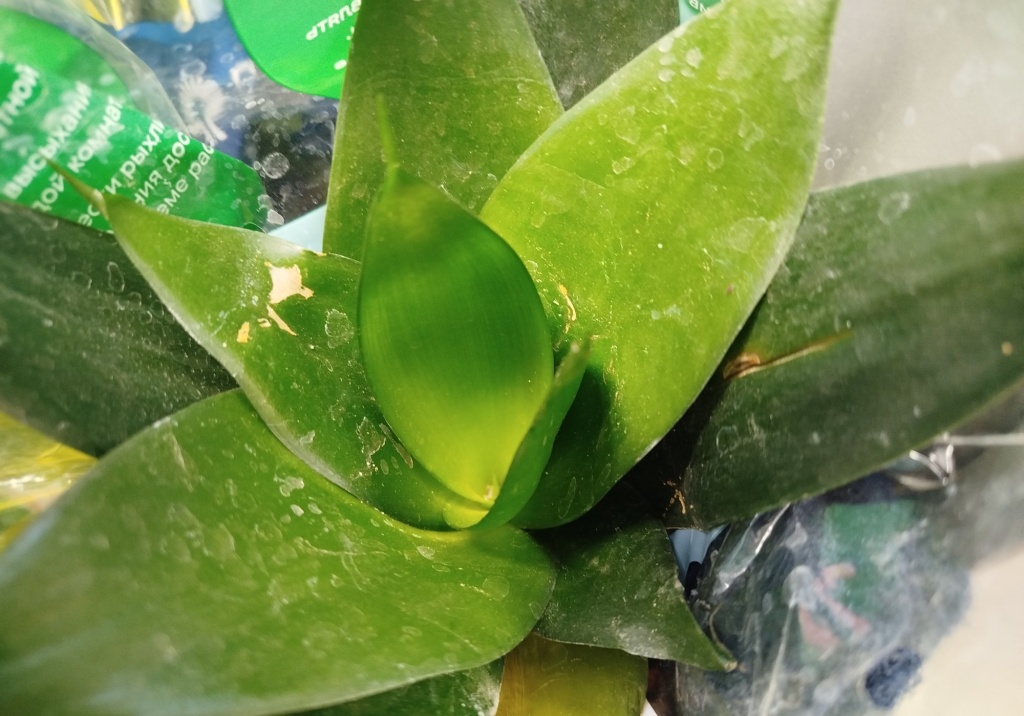 Сансевиерия Ханни Джейд.jpg