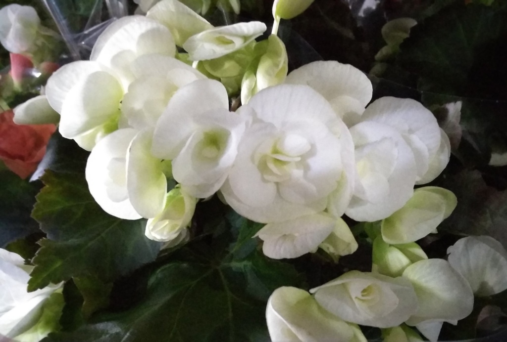 Бегония Элатиор 1.jpg