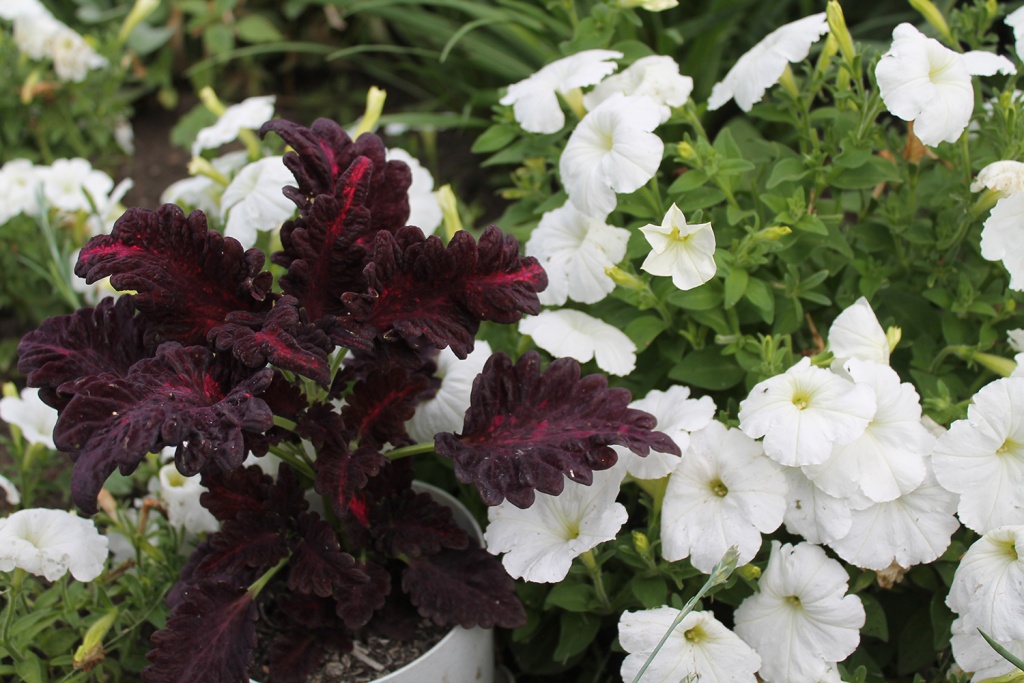 Колеус Черный дракон и петуния Ламбада.JPG